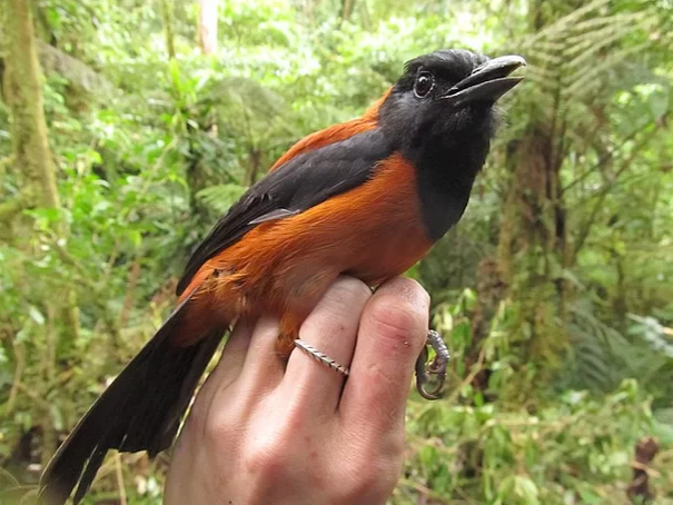 Pitohui tem neurotoxinas na pele e nas penas – Foto: Wikimedia Commons/Reprodu&ccedil;&atilde;o/ND