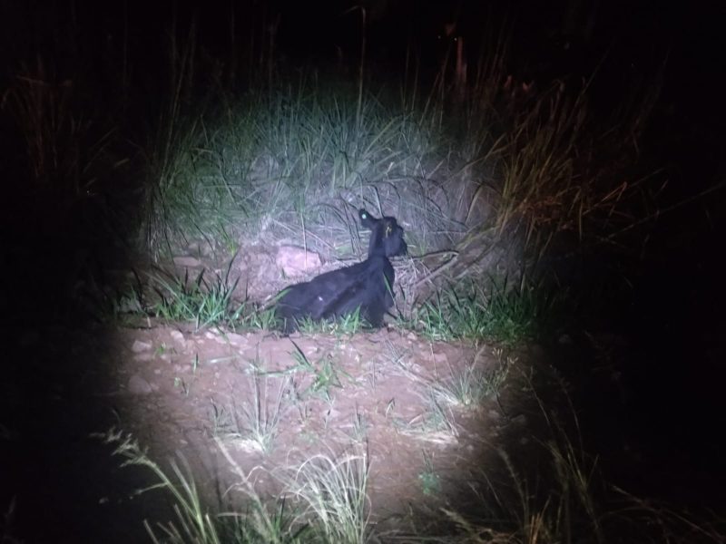 Dois carros se envolveram em um acidente e atropelaram um bezerro na SC-305, em S&atilde;o Louren&ccedil;o do Oeste. &mdash; Foto: PMRv/Reprodu&ccedil;&atilde;o/ND