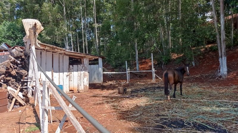 Na propriedade tamb&eacute;m foi encontrada uma &eacute;gua que seria v&iacute;tima de zoofilia. – Foto: Pol&iacute;cia Civil/Divulga&ccedil;&atilde;o/ND