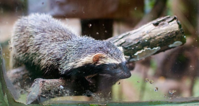Os fur&otilde;es s&atilde;o cheios de energia e s&oacute; dormem ap&oacute;s a alimenta&ccedil;&atilde;o – Foto: Divulga&ccedil;&atilde;o/Redes Sociais/ND