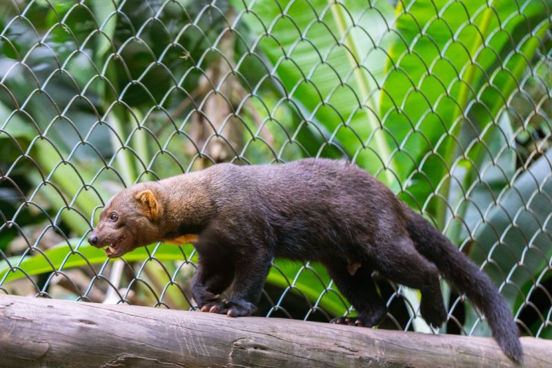Irara macho, de aproximadamente 5 anos, cheia de energia – Foto: Divulga&ccedil;&atilde;o/Redes Sociais/ND