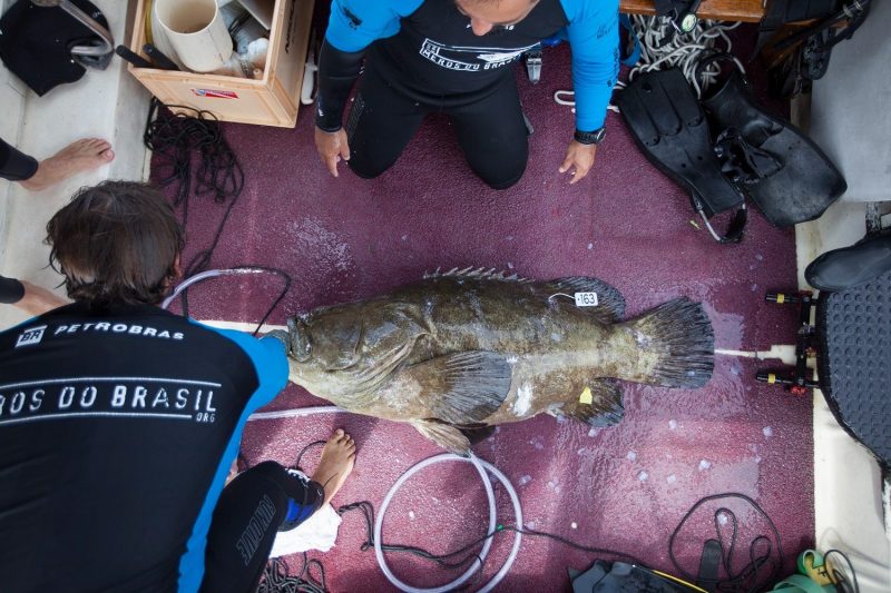 Projeto monitora 33 exemplares no Sul brasileiro – Foto: Athila Bertoncini/Projeto Mero Brasil/Divulga&ccedil;&atilde;o/ND