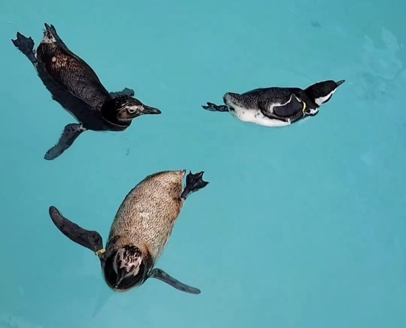 Pinguins e tartarugas são devolvidos à natureza após reabilitação em Rio  Grande; vídeo, Rio Grande do Sul