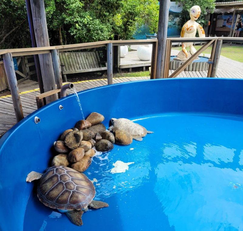 Projeto Tamar conscientiza a comunidade para os cuidados com o meio ambiente e a vida marinha – Foto: J&eacute;ssica Schmidt/Especial para o ND