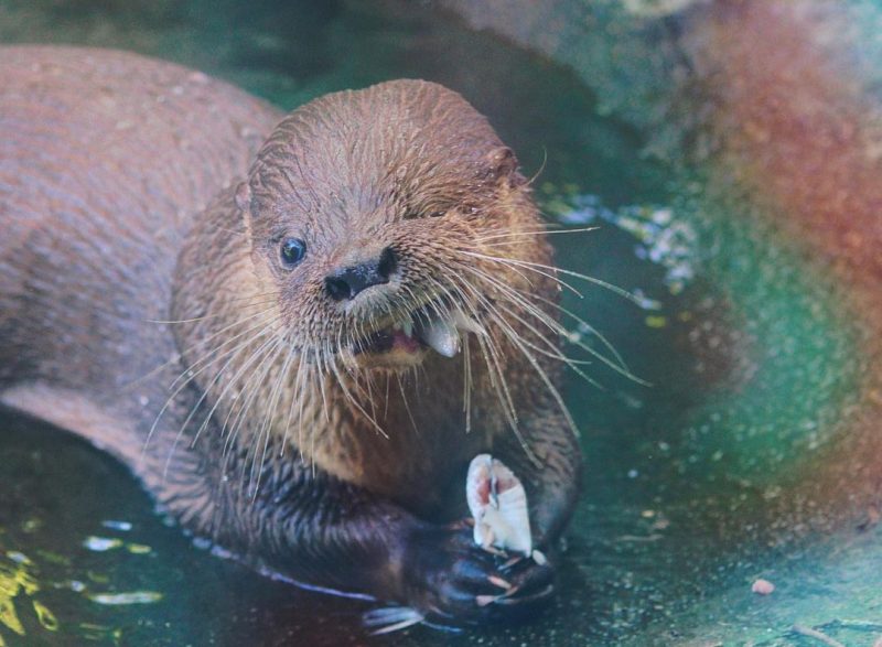 Projeto Lontra atua na preserva&ccedil;&atilde;o da esp&eacute;cie em Florian&oacute;polis – Foto: Divulga&ccedil;&atilde;o/Redes Sociais/ND