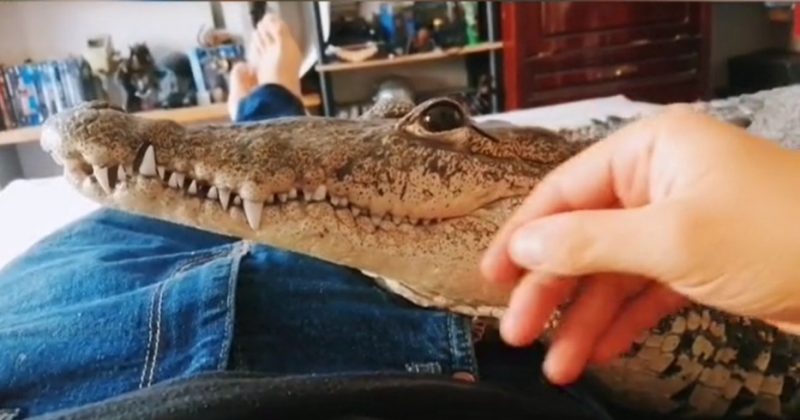 The man caused controversy by showing the crocodile as a pet.  - Photo: Internet / reproduction / ND