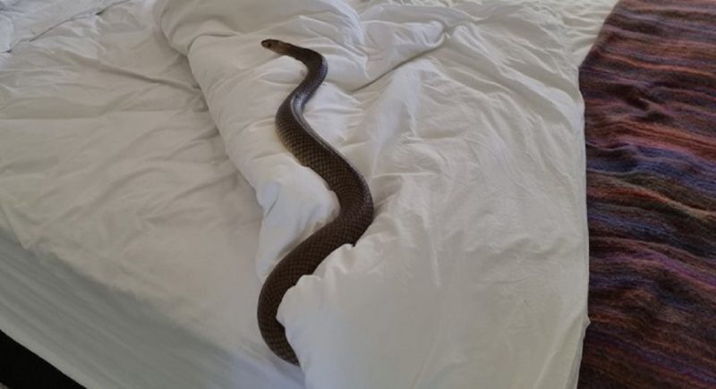 Serpente mais mortal da Austrália é encontrada no quarto de