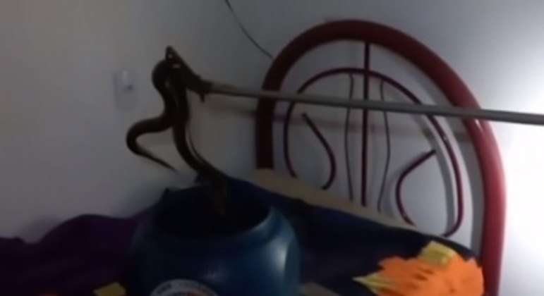 Tem uma cobra na minha cama! Jiboia de 1,5 metros &eacute; encontrada em quarto de resid&ecirc;ncia – Foto: Corpo de Bombeiros Militar de Goi&aacute;s/Reprodu&ccedil;&atilde;o/ND