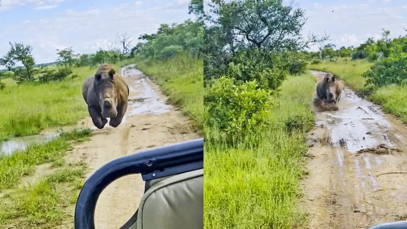 Rinoceronte dispara atr&aacute;s de carro na &Aacute;frica – Foto: LatestSightings/ND