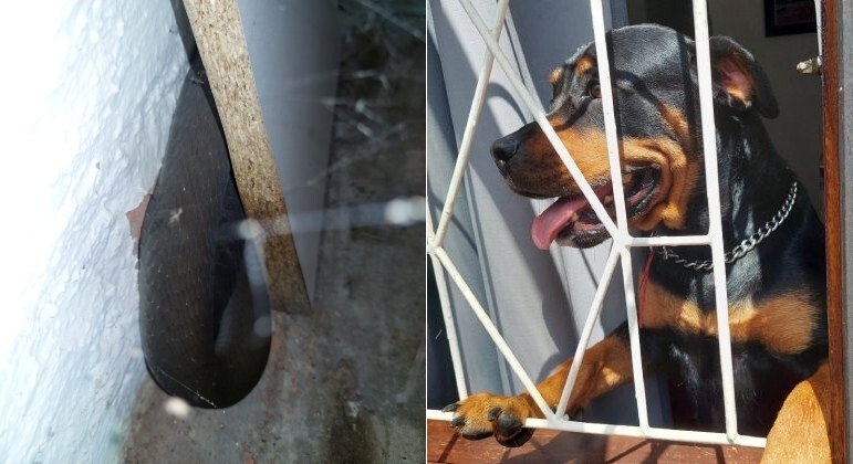 Rottweiler percebe mamba-negra em sof&aacute; e protege dono por dois dias – Foto: Nick Evans – Snake Rescuer/Reprodu&ccedil;&atilde;o/ND