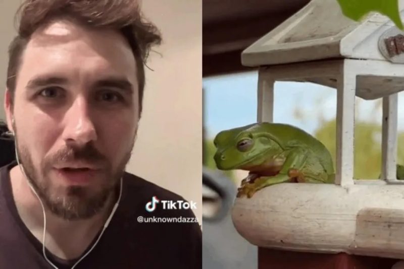 Designer australiano Dazza viu um sapo no quintal de casa e construiu para ele uma casa de luxo para garantir uma vida de conforto ao anf&iacute;bio – Foto: Reprodu&ccedil;&atilde;o/TikTok/ND