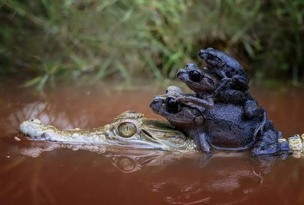 Fam&iacute;lia de sapos pega carona em cima de crocodilo para atravessar lago – Foto: @dzulfikri72 / Reprodu&ccedil;&atilde;o ND