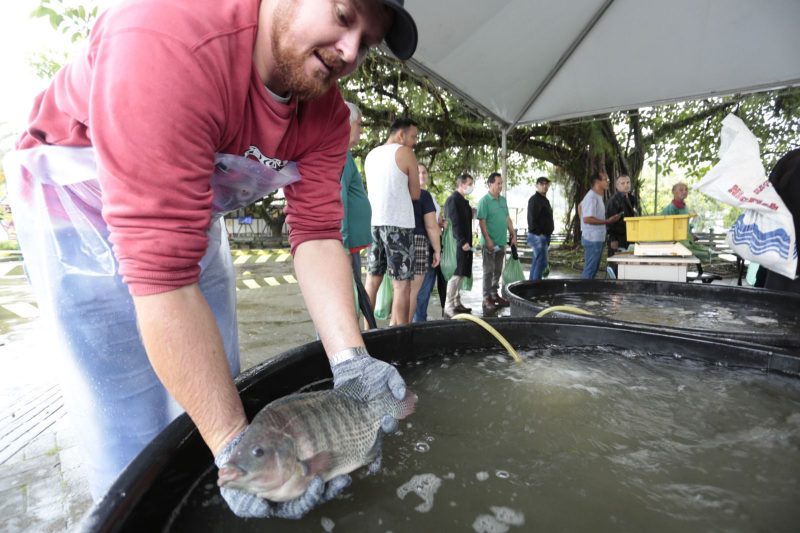 festa da tilápia