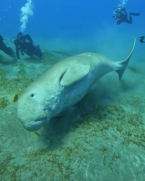 Conhe&ccedil;a o animal que inspirou o mito das sereias – Foto: Scuba Dive Adventura / Mahmoud Instructor / Reprodu&ccedil;&atilde;o ND