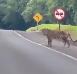 On&ccedil;a-pintada &eacute; encontrada por turista durante &lsquo;passeio&rsquo; em estrada – Foto: Redes sociais / Reprodu&ccedil;&atilde;o ND
