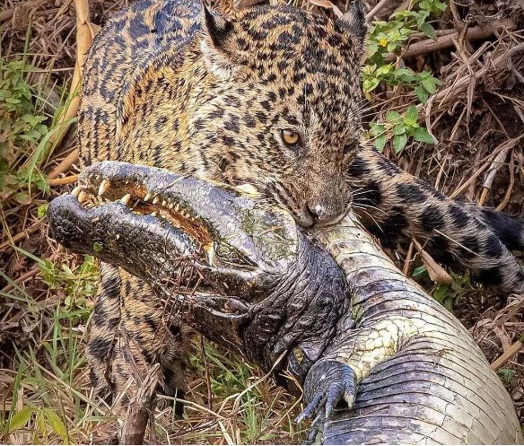 jaguar, alligator, neck