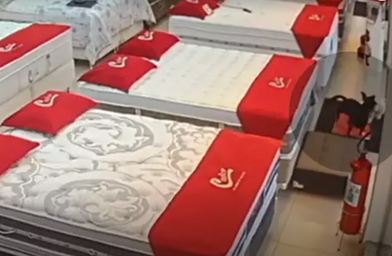 Cachorro &ldquo;criminoso&rdquo; entra em loja e furta ursino de pel&uacute;cia – Foto: C&acirc;mera de seguran&ccedil;a / Reprodu&ccedil;&atilde;o ND