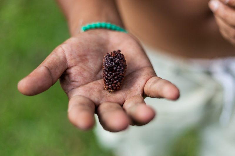 Araucária é fonte de alimento e integra rituais dos xokleng &#8211; Foto: Anderson Coelho/AFP