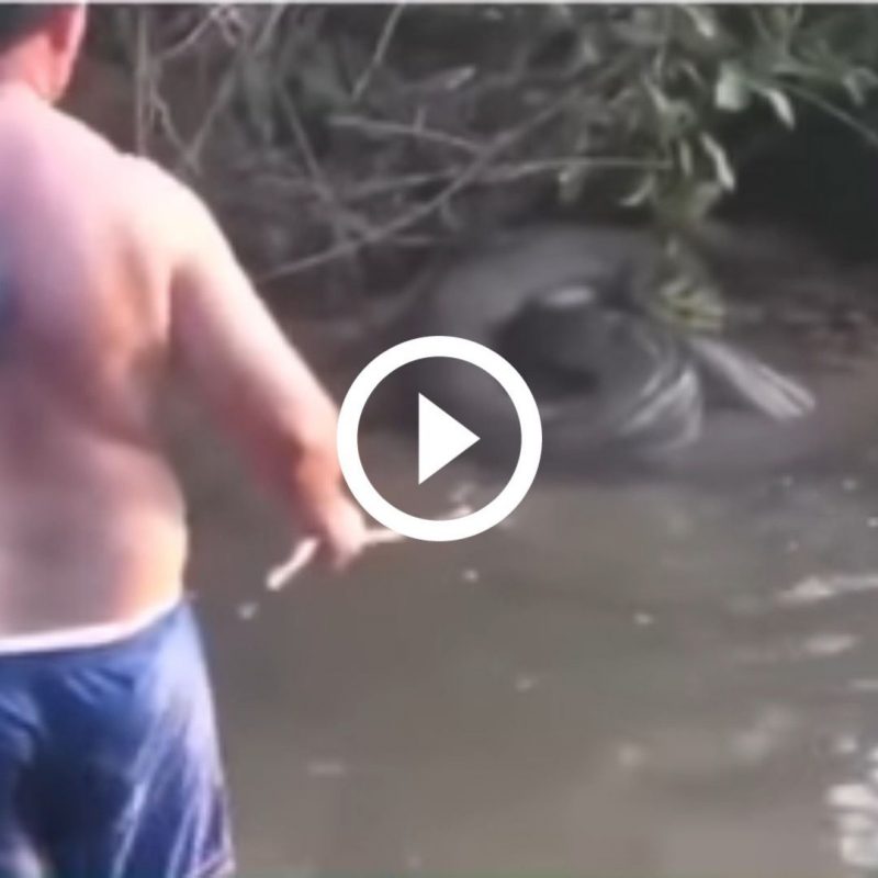 Para satisfazer a esposa, homem sem medo do perigo enfrenta sucuri gigante: ‘seguro t&aacute; pronto’ – Foto: Reprodu&ccedil;&atilde;o/ND