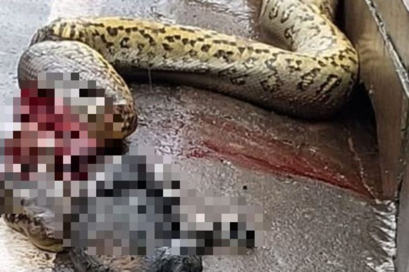 Cobra foi partida ao meio – Foto: Reprodu&ccedil;&atilde;o/Redes Sociais/R7/ND