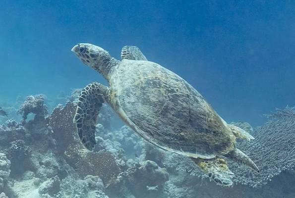 Tartaruga-de-pente se alimenta de esponjas t&oacute;xicas – Foto: Wikimedia Commons/Reprodu&ccedil;&atilde;o/ND