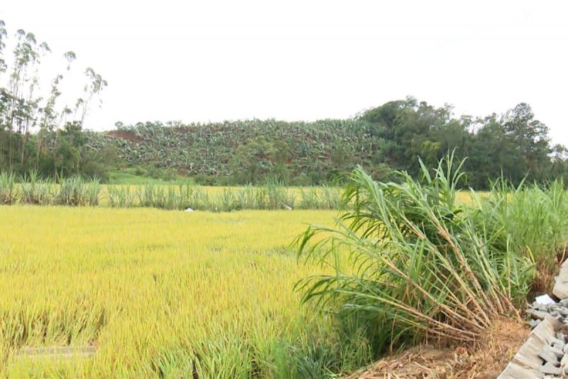 Microexplos&atilde;o causou preju&iacute;zo estimado de cerca de R$ 17,8 milh&otilde;es na agricultura – Foto: Marcelo Thomazelli/NDTV