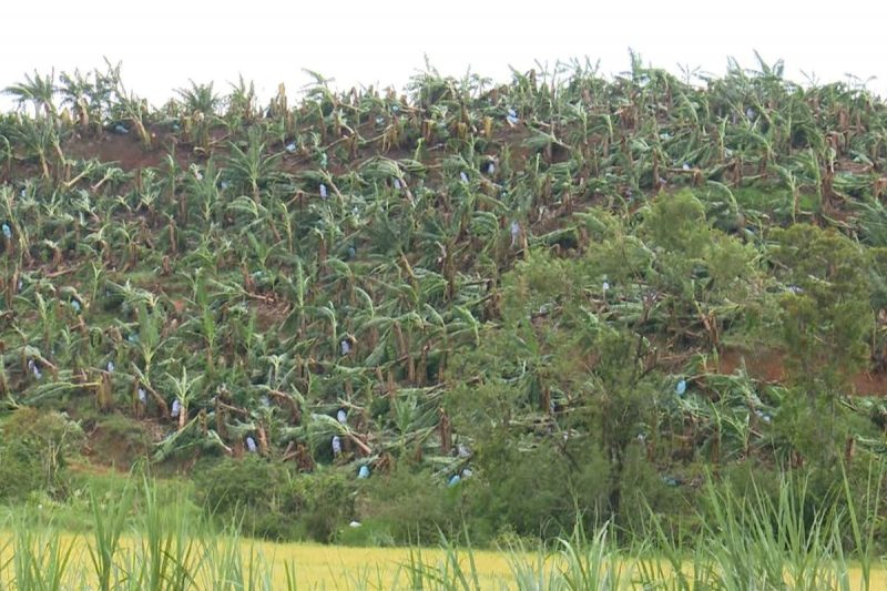 Planta&ccedil;&otilde;es de banana e arroz foram bastante prejudicadas ap&oacute;s temporal em S&atilde;o Jo&atilde;o do Itaperi&uacute; – Foto: Marcelo Thomazelli/NDTV