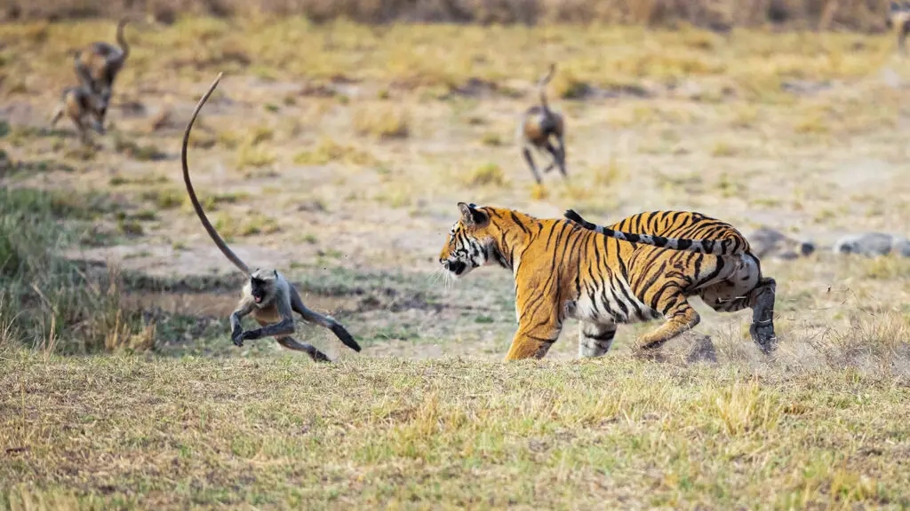 Vídeo: cães e macacos levam susto ao verem tigre de pelúcia; veja