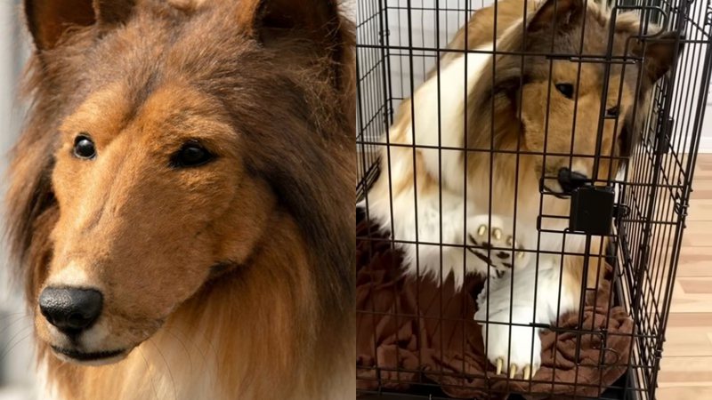 Toco faz tudo para parecer um cachorro. S&oacute; falta o xixi no poste – Foto: Reprodu&ccedil;&atilde;o