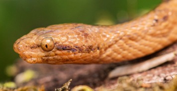 A snake was found in the Amazon - Photo: Mauricio Ortega-Andrade/Disclosure/ND