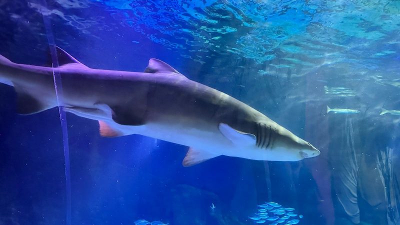 Oceanic AquariumTem 140 esp&eacute;cies e mais de 1.5 mil animais – Foto: Oceanic Aquarium/Reprodu&ccedil;&atilde;o