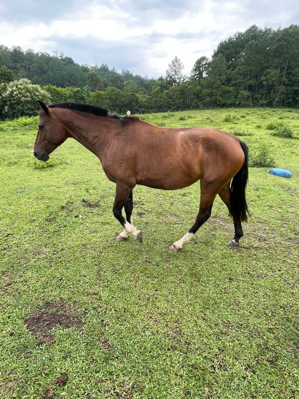 300 Animals Awaiting Responsible Adoption in Itajaí - Secom Itajaí/Disclosure