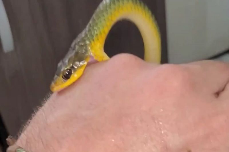 Vídeo: cobra sai de dentro de outra serpente durante resgate