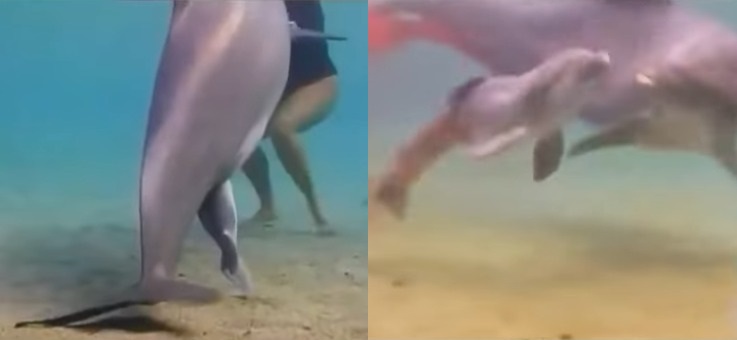 Bi&oacute;logo explica detalhes de como ocorre o parto de um golfinho – Foto: Reprodu&ccedil;&atilde;o/Redes Sociais/ND