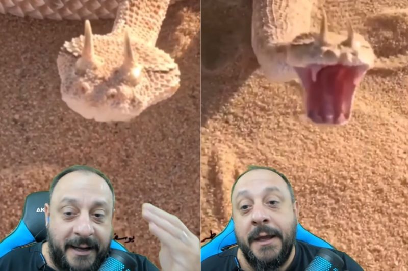 Bi&oacute;logo fala sobre as caracter&iacute;sticas do animal – Foto: Reprodu&ccedil;&atilde;o/Internet/ND