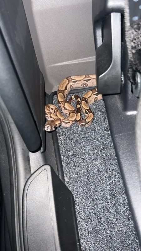 Cobra encontrada no caminh&atilde;o era da esp&eacute;cie jiboia – Foto: Reprodu&ccedil;&atilde;o/Redes Sociais/ND