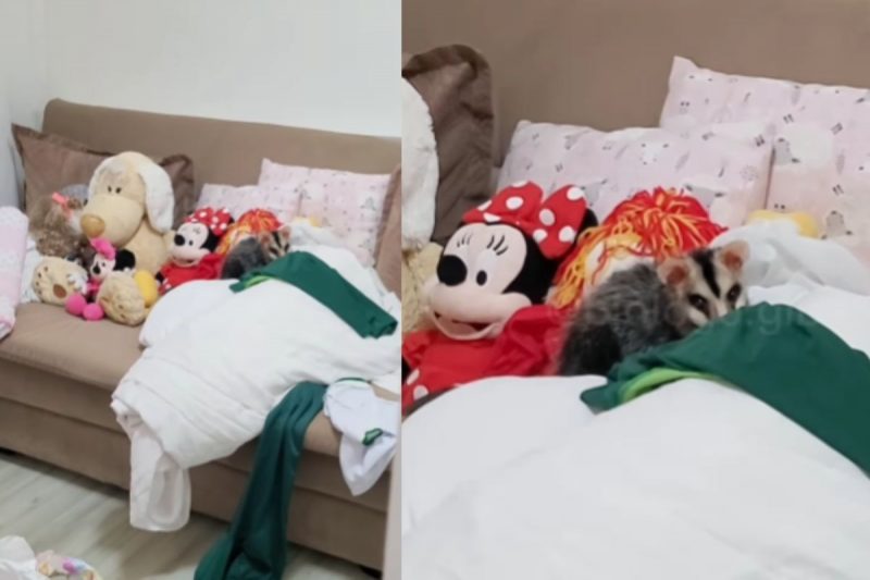 Gamb&aacute; quase ficou camuflado em meios &agrave;s pel&uacute;cias – Foto: Reprodu&ccedil;&atilde;o/Redes Sociais/ND