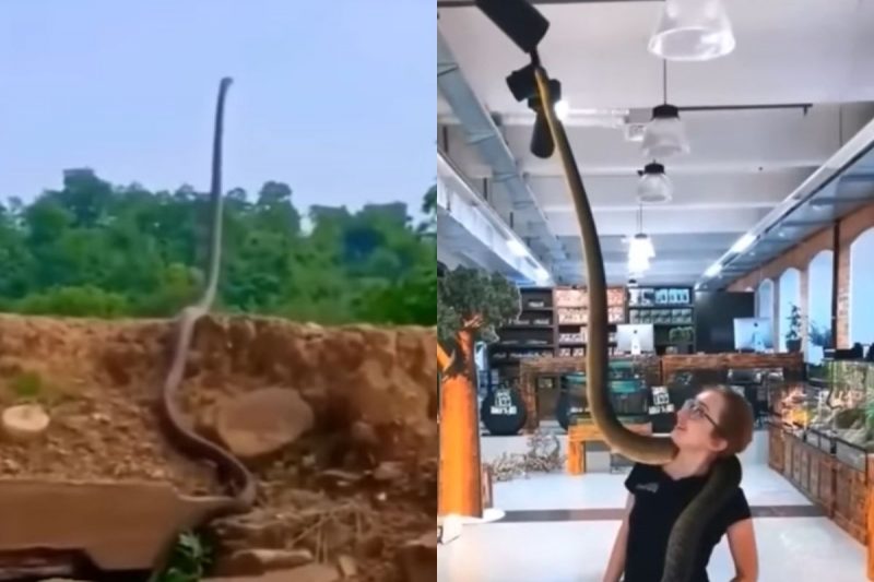 Bi&oacute;logo fala se v&iacute;deo &eacute; verdadeiro ou n&atilde;o – Foto: Reprodu&ccedil;&atilde;o/Redes Sociais/ND