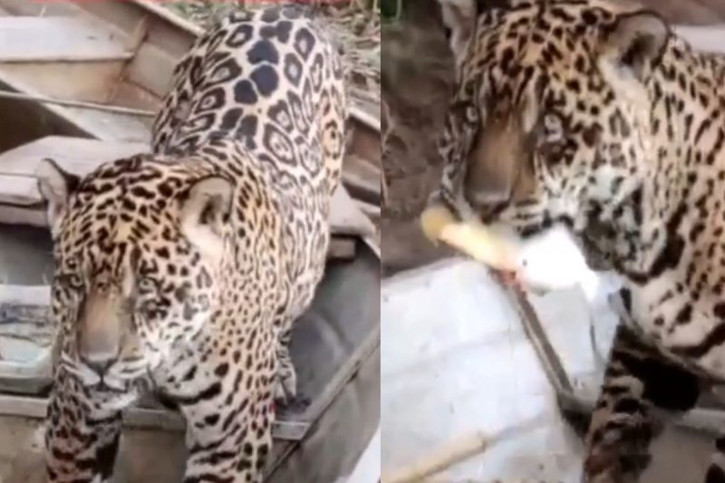 Onça assusta pescador