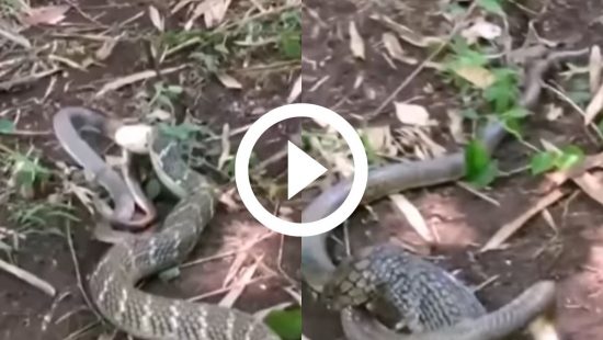 Vídeo: cobra venenosa mais comprida do mundo é filmada se