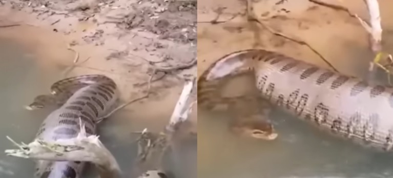 “Ficou gordona”, brincou o bi&oacute;logo no v&iacute;deo – Foto: Reprodu&ccedil;&atilde;o/Redes Sociais/ND