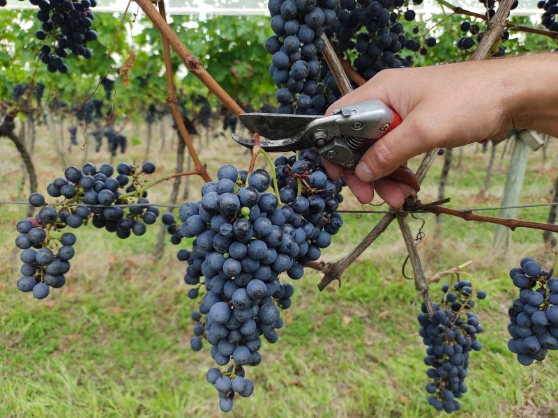 Nesta safra, a Villa Francioni deve atingir a marca de 90 toneladas de uvas – Foto: Paulo Mueller/NDTV