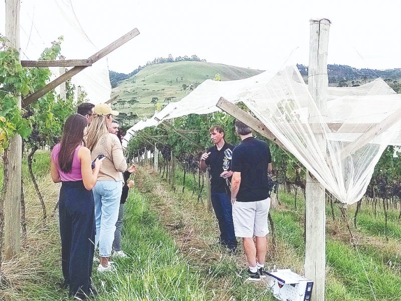 vin&iacute;colas da Serra t&ecirc;m receptivos abertos o ano inteiro para atender turistas – Foto: Paulo Mueller/NDTV