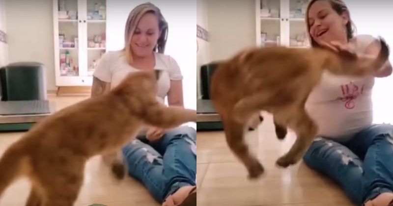 ‘Ataque de fofura’ de on&ccedil;a viralizou na web – Foto: Internet/Reprodu&ccedil;&atilde;o/ND