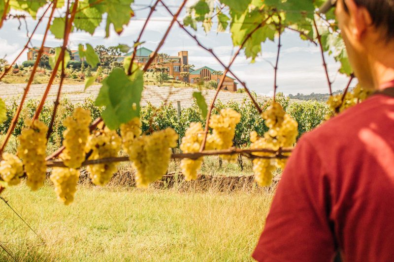 Visita&ccedil;&atilde;o ao vinhedo na Vin&iacute;cola Villa Francioni, em S&atilde;o Joaquim – Foto: Ana Paula Lemos