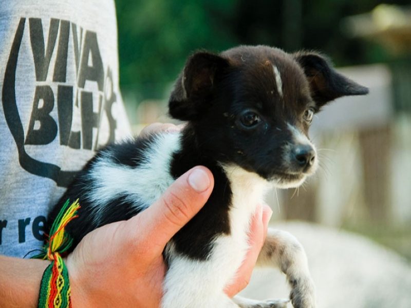 Balne&aacute;rio Cambori&uacute; aumenta o valor do repasse para ONG Viva Bicho – Foto: Reprodu&ccedil;&atilde;o/ND