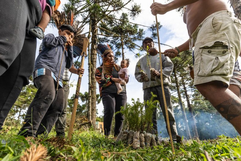 Grupo indígena xokleng participa de cerimônia do plantio da araucária em José Boiteux &#8211; Foto: Anderson Coelho/AFP
