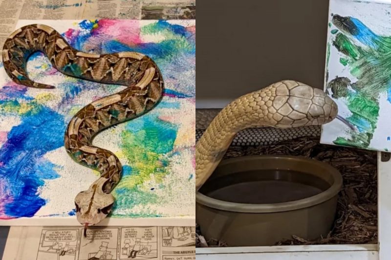 As obras de arte feitas pelas serpentes do Kentucky Reptile Zoo. Os artistas fazem sucesso com obras &uacute;nicas e repletas de express&otilde;es. &mdash; Foto: Kentucky Reptile Zoo/Reprodu&ccedil;&atilde;o/ND
