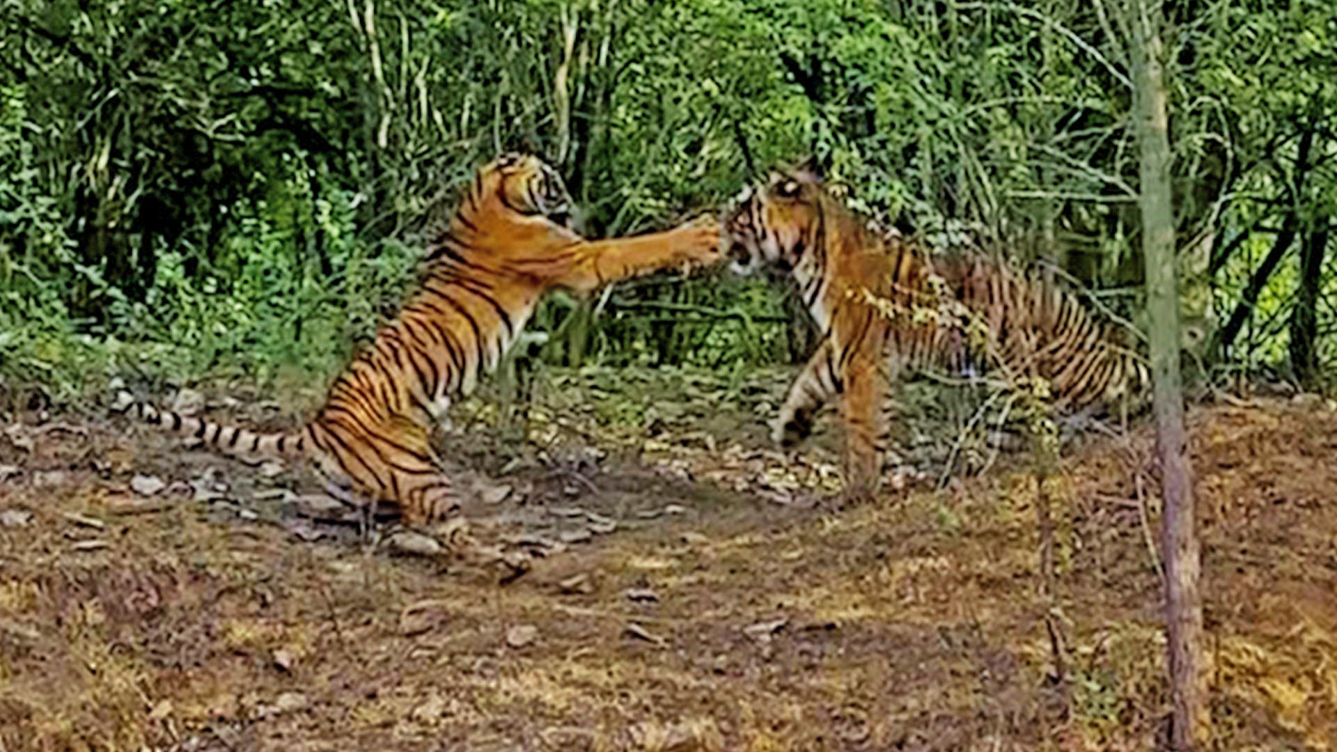 FOTOS: Tigresa briga com tigre para proteger seu filhote após namoro