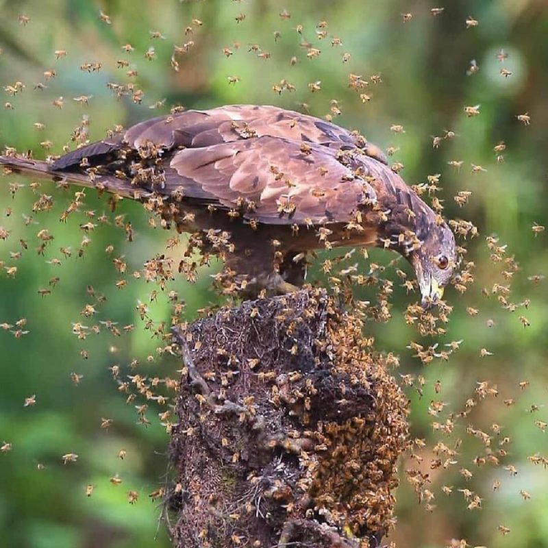 B&uacute;tio-Vespeiro-Oriental (Pernis ptilorhynchus) – Foto: Chen Chengguang/Reprodu&ccedil;&atilde;o/ND